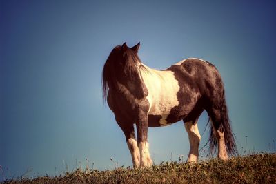 Low angle view of horse standing on field against clear sky