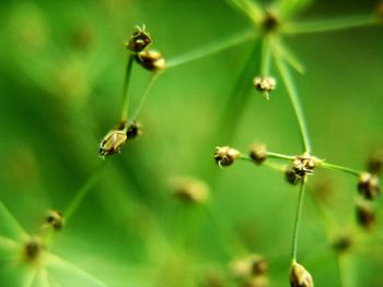 Close-up of bee on plant