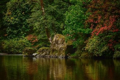 Trees by lake in forest