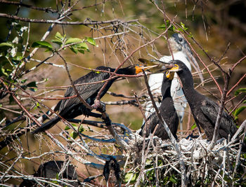 Bird perching on tree