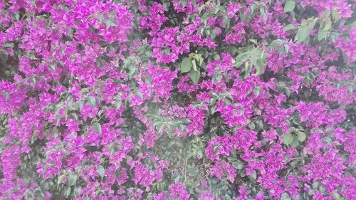 Full frame shot of pink flowers blooming outdoors