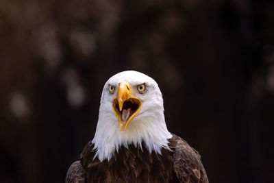 Close-up portrait of eagle against blurred background