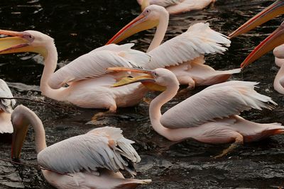 High angle view of birds in lake