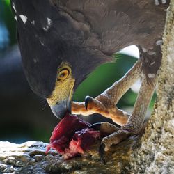 Close-up of eagle eating meat on tree trunk