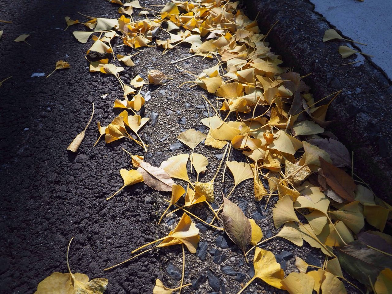 leaf, autumn, nature, no people, flower, yellow, close-up, outdoors, flower head, fragility, beauty in nature, day, freshness