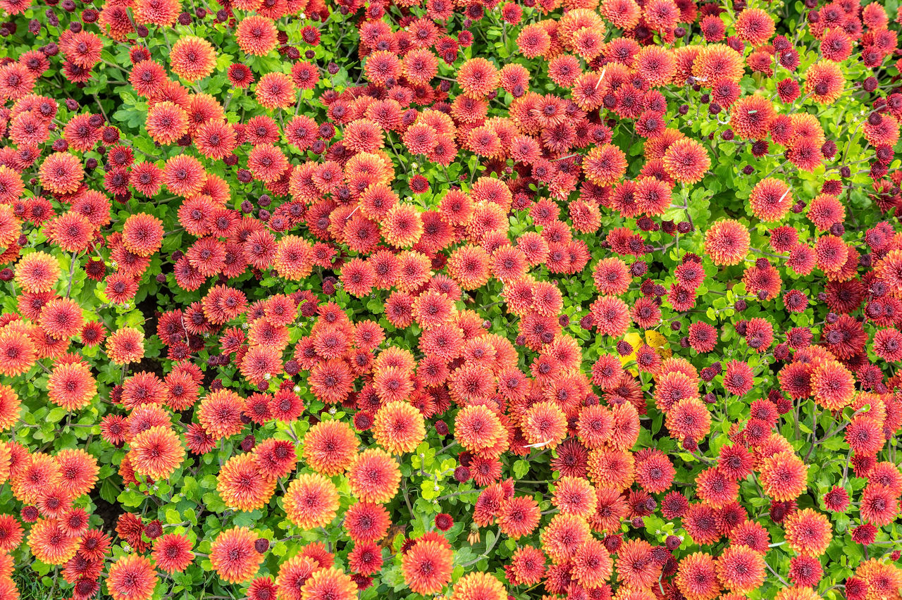 flower, flowering plant, plant, full frame, beauty in nature, freshness, backgrounds, growth, fragility, no people, pink, nature, abundance, flower head, petal, day, inflorescence, high angle view, shrub, red, close-up, outdoors, botany, chrysanths, field, land, springtime