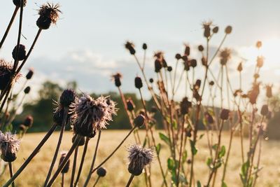 Close-up of wilted flowers on field against sky