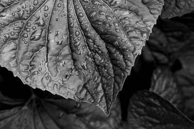 leaf