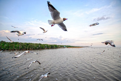 Seagulls flying over sea