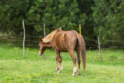 Horse standing in a field