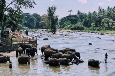 Scenic view of lake with elephants against sky