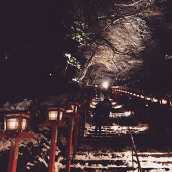 Illuminated trees at night