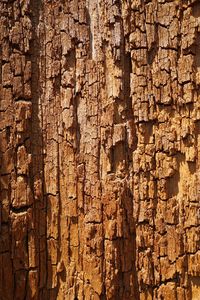 Full frame shot of tree trunk