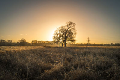 Trees on field against sky at sunset