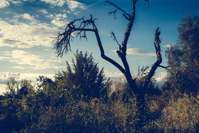 Low angle view of trees against cloudy sky