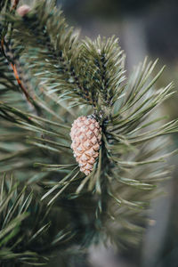 Close-up of pine cone on tree