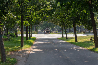 Road amidst trees in city