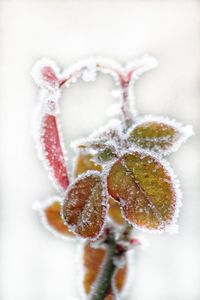 Close-up of snow covered plant