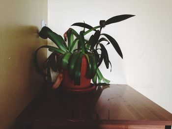 Potted plant on wall
