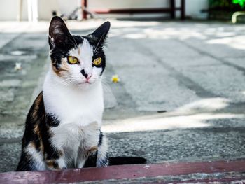 Portrait of cat sitting on footpath