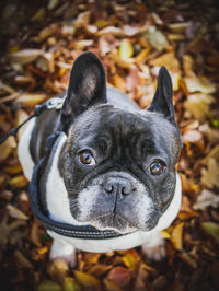 High angle view of dog on field