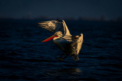 Bird flying over lake