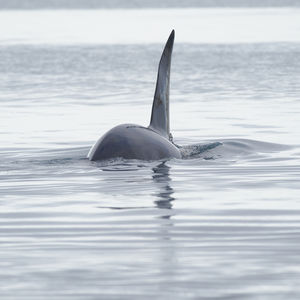 Killer whale swimming in sea at iceland