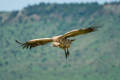 White-backed vulture glides with grassy ridge behind