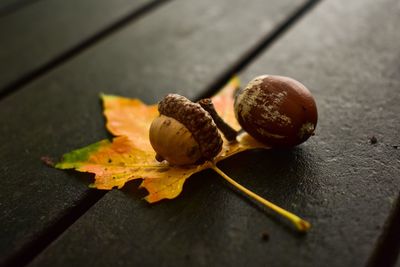 High angle view of shell on table