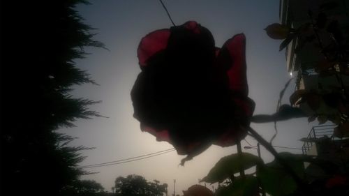 Low angle view of flowers against sky