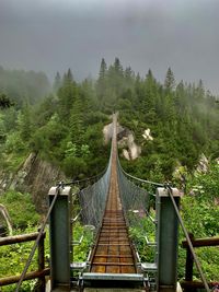 Footbridge amidst trees in forest