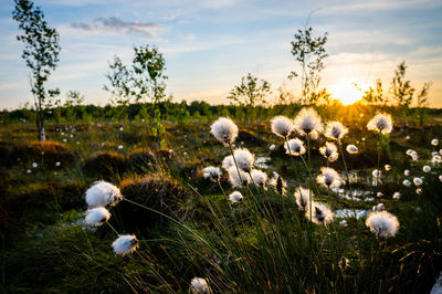 Flowers growing on field against sky