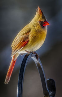 Close-up of bird perching on a feeder