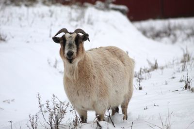 Sheep standing on snow covered land