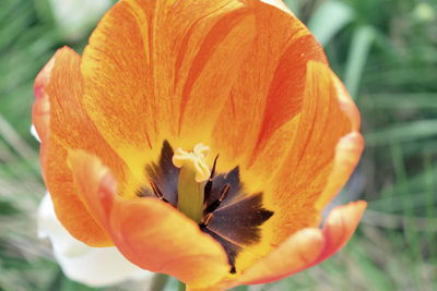 Close-up of orange rose flower