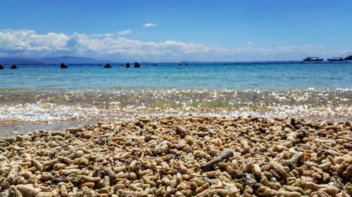 Dry coral at sea shore against sky