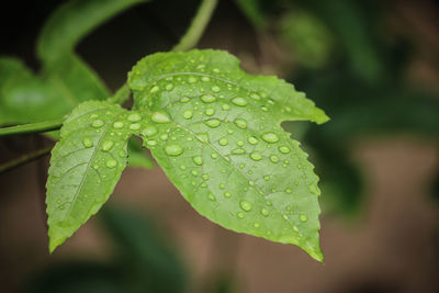 Close-up of raindrops on leaves