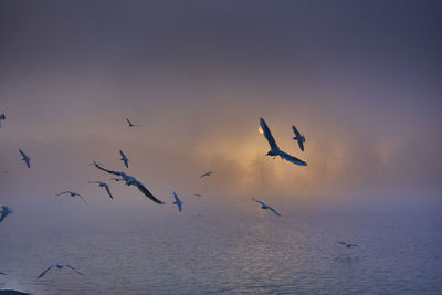Seagulls flying over sea against sky