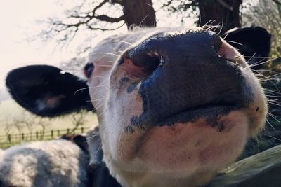 Close-up of goat