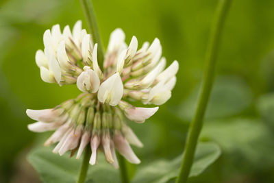 Close-up of white flowering plant