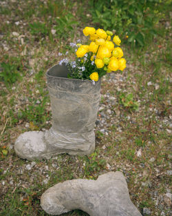 Close-up of yellow crocus flowers