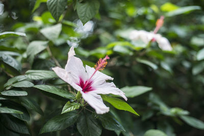 Close-up of pink flower blooming outdoors