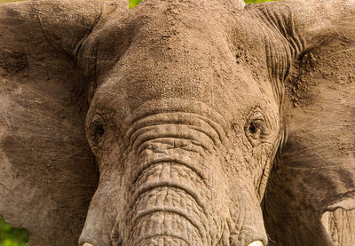 Close-up of elephant