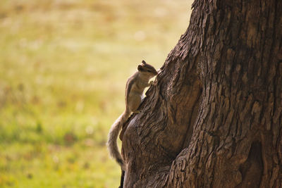 Close-up of squirrel on tree trunk