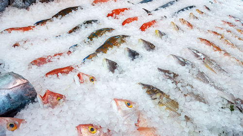 High angle view of fish for sale in market