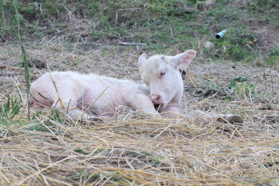 Sheep lying on grass