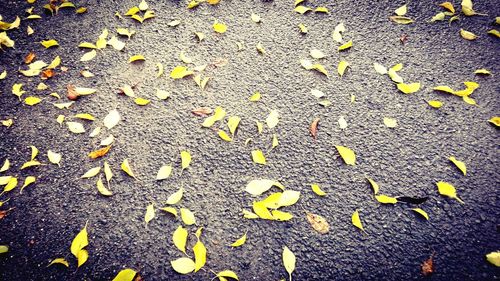 Close-up of yellow leaves