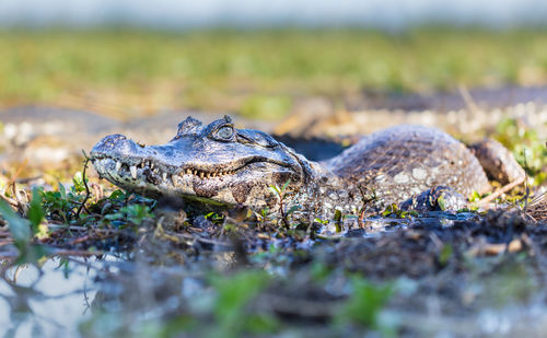 Close-up of frog on field