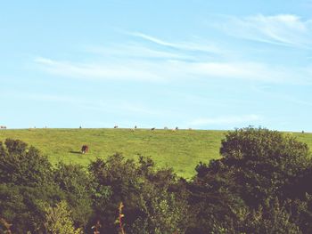 Scenic view of grassy field against cloudy sky