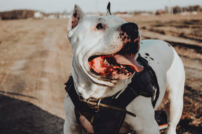 Close-up of a dog